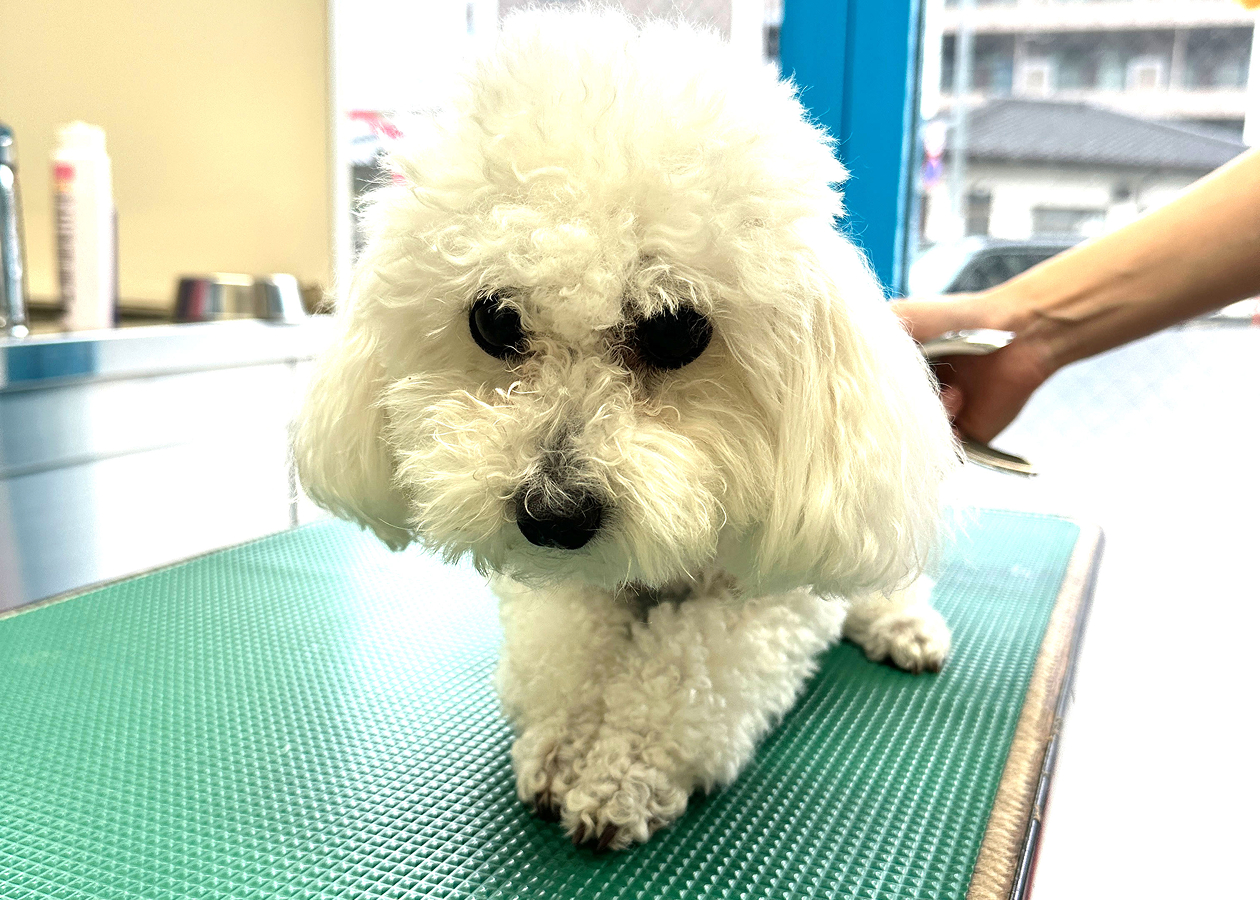 サービス内容