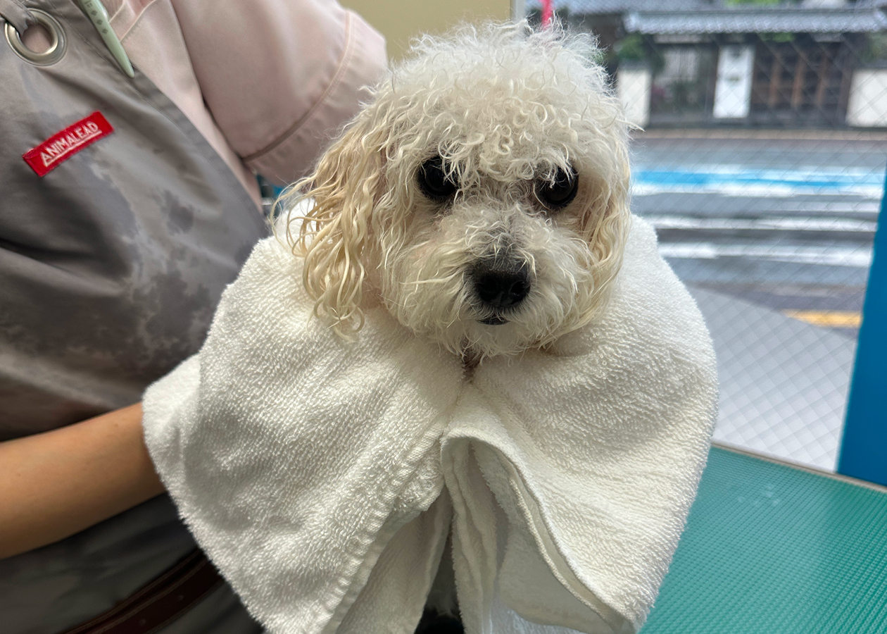 サービス内容