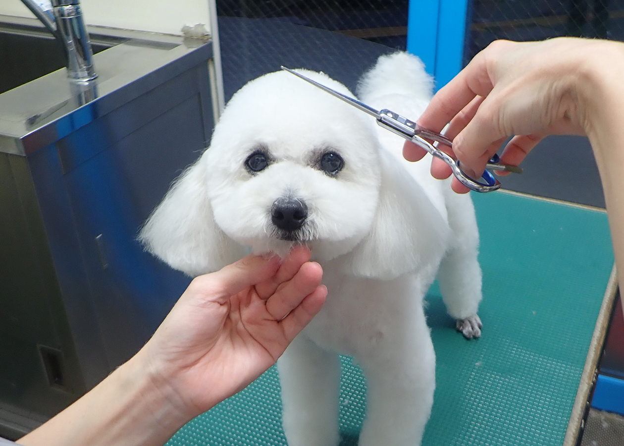 サービス内容